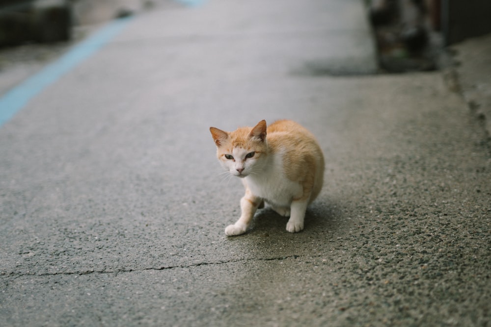 orange and white cat