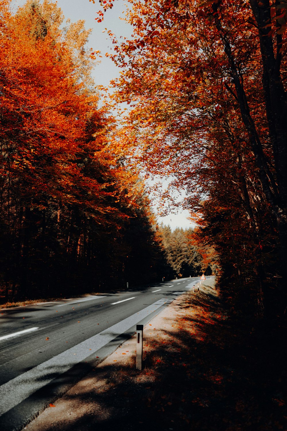 a road surrounded by trees with orange leaves