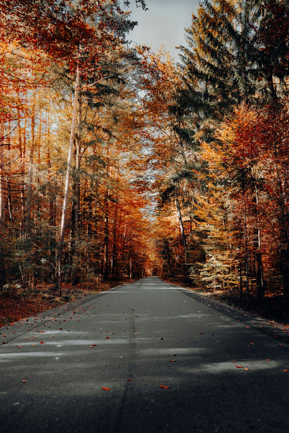 trees beside road