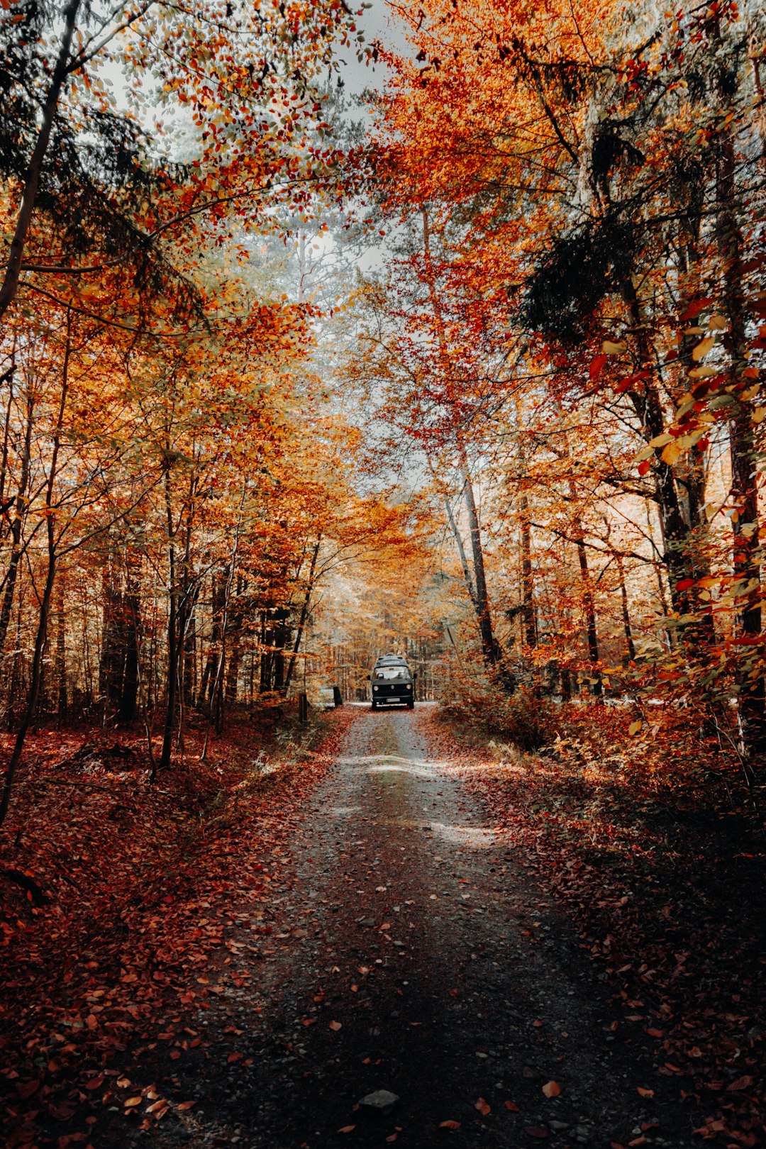 black vehicle passing on forest pathway