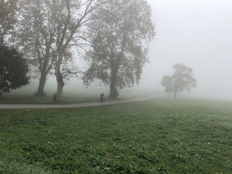 An early morning ride along a misty riverside path lined with tall trees.