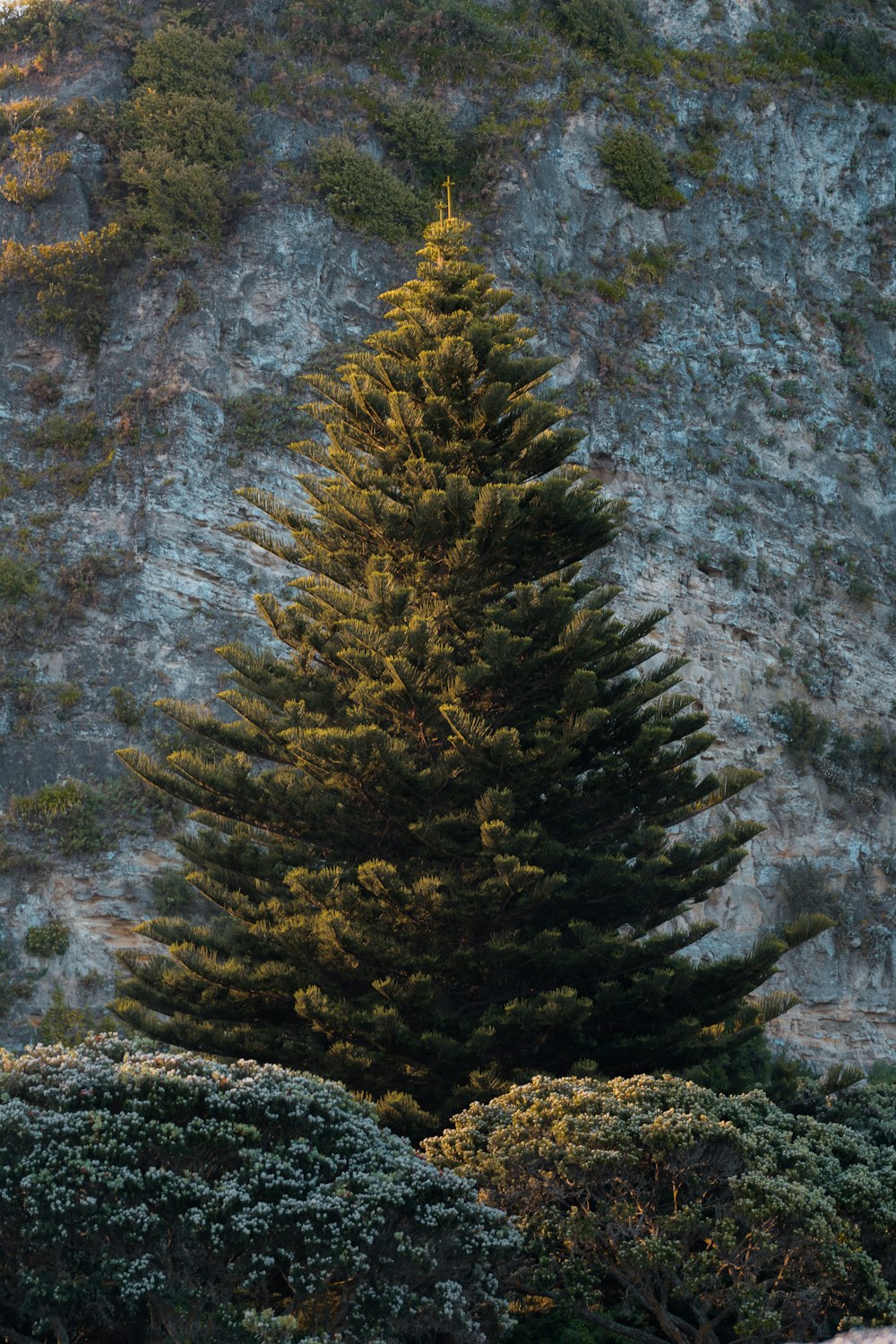 Grüner Baum