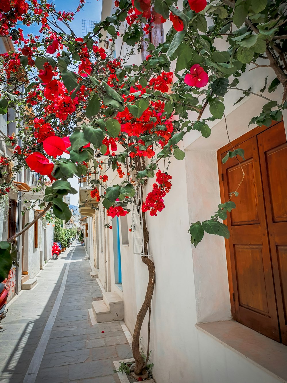 red Bougainvillea glabra flowers in bloom during daytime