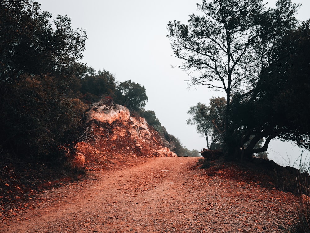 a dirt road surrounded by trees on a foggy day