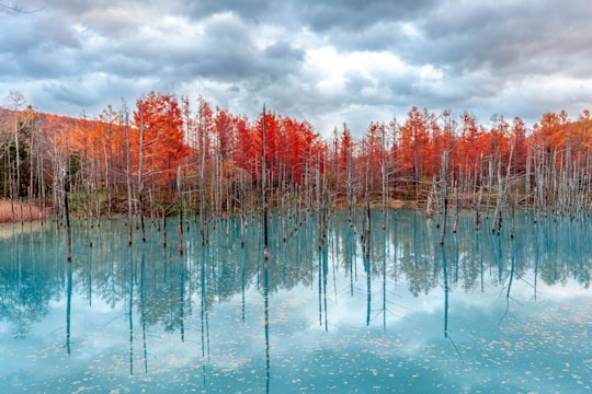 trees on body of water in Furano Japan