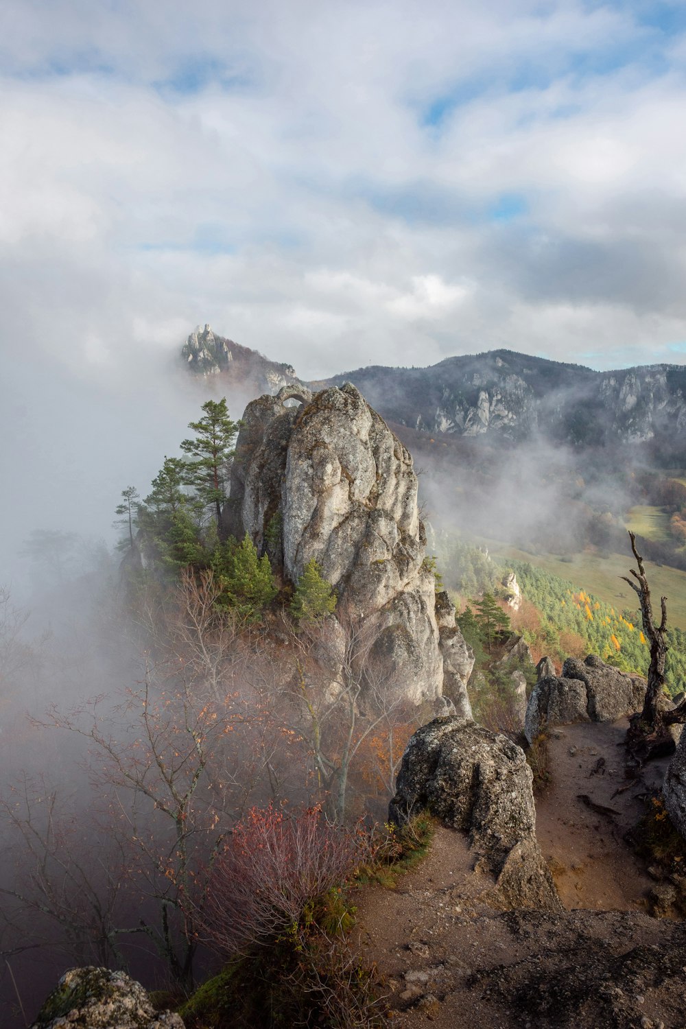 trees near mountain