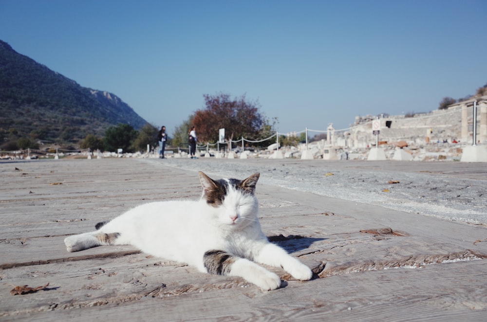 white and black cat lying on concrete pavement during daytime