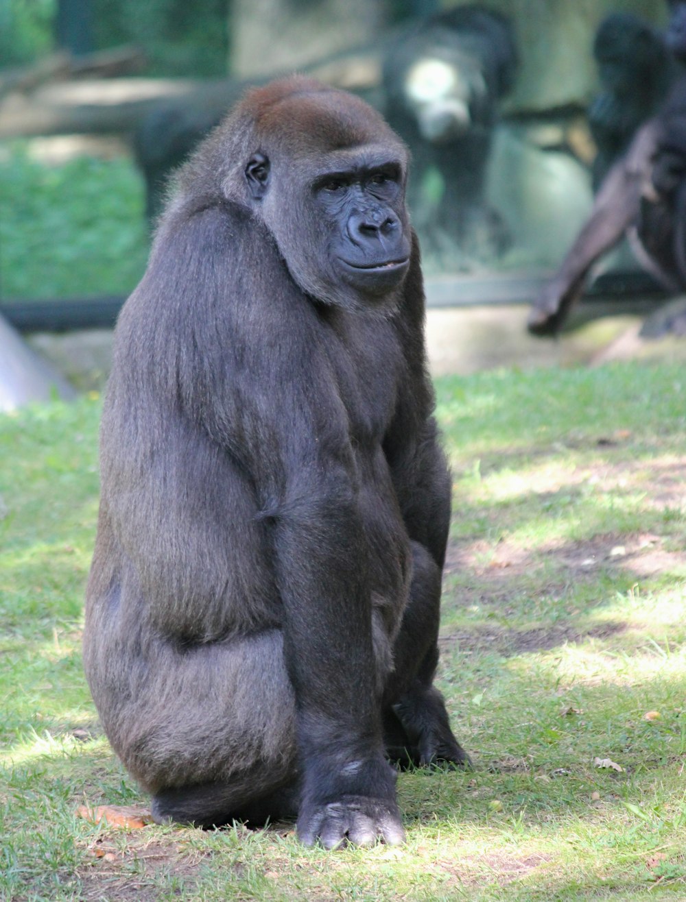 foto di messa a fuoco superficiale di gorilla nero