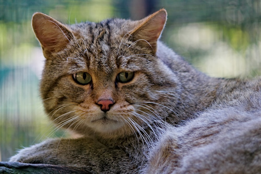 brown tabby cat