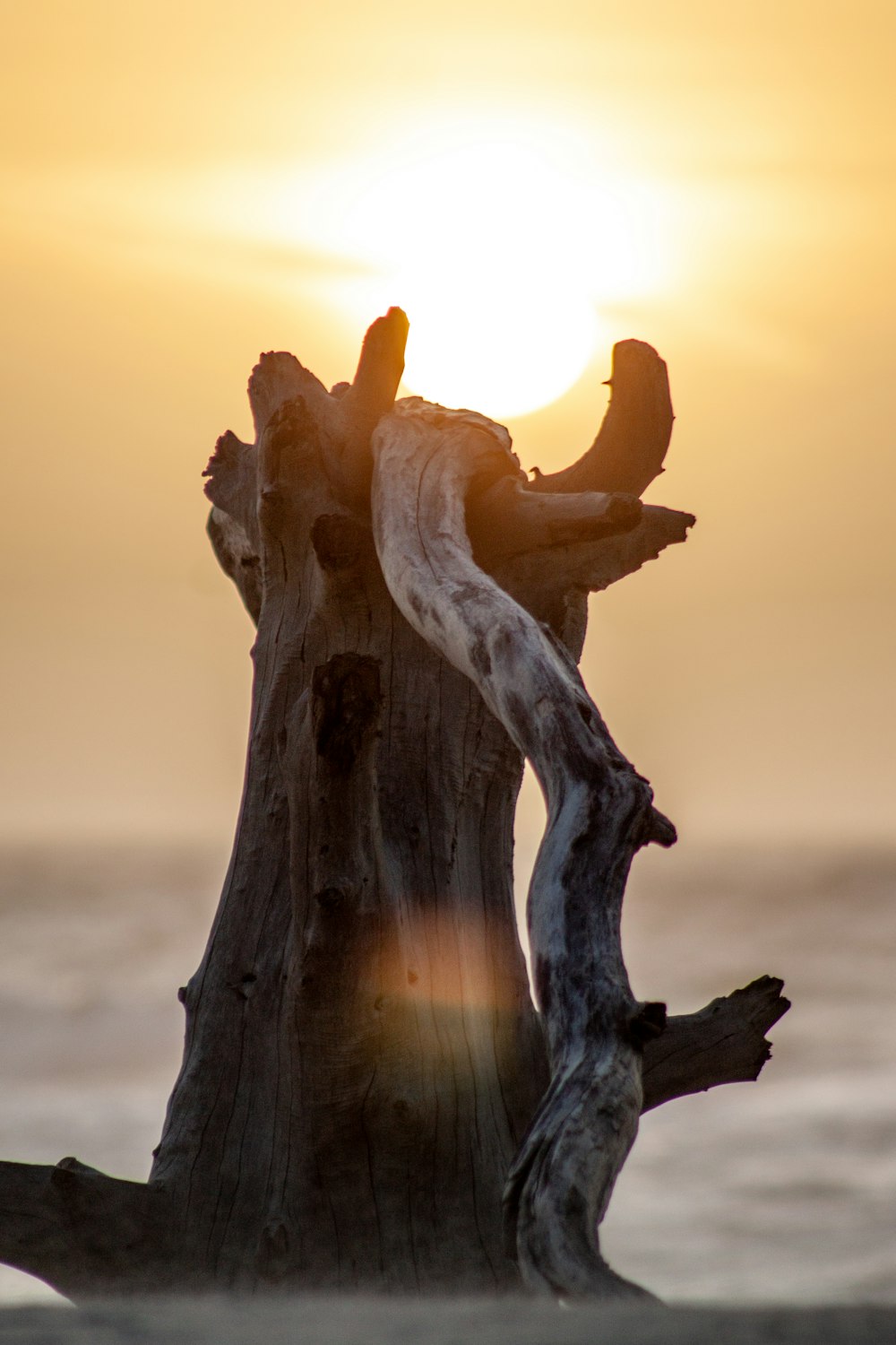 shallow focus photo of gray log