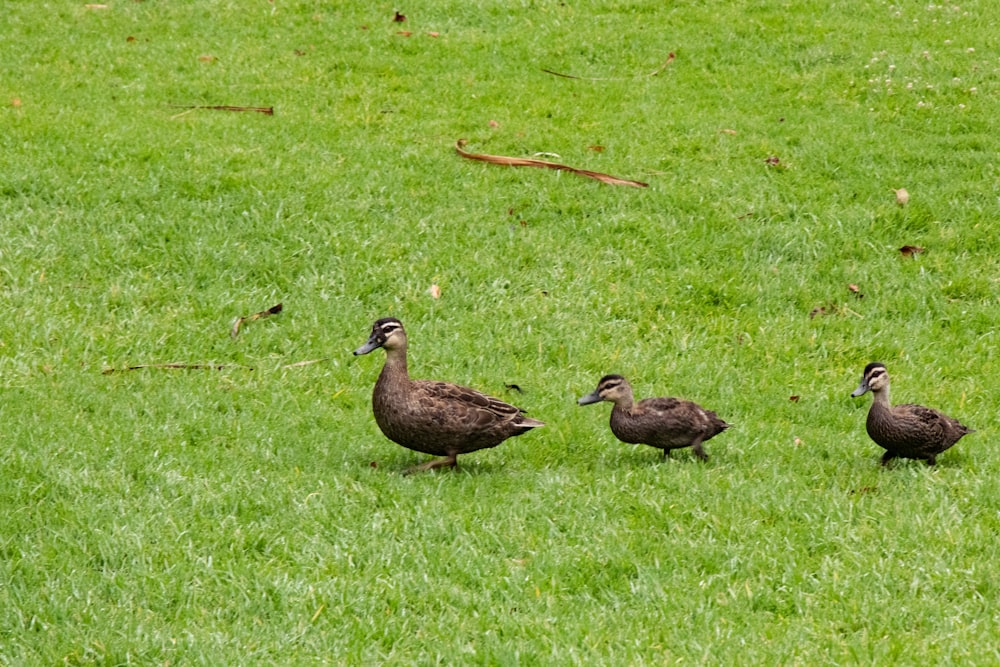 three brown ducks