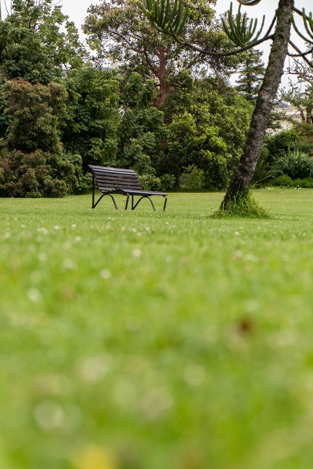 black metal bench under a green tree