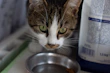 Close-up of a cat enjoying a bowl of savory wet food