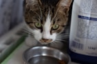 Close-up of elegant cat feeding bowls with fresh water and premium food.