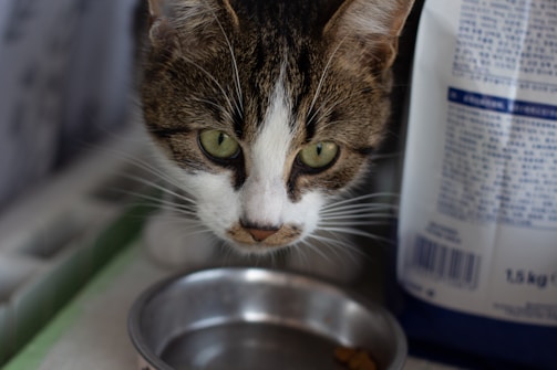 A close-up of a cat sniffing a bowl of fresh, nutritious kibble.