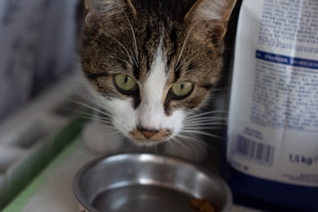 A close-up of a cat with green eyes looking down at a partially visible metal food bowl, with a packet of food or cat-related product nearby.