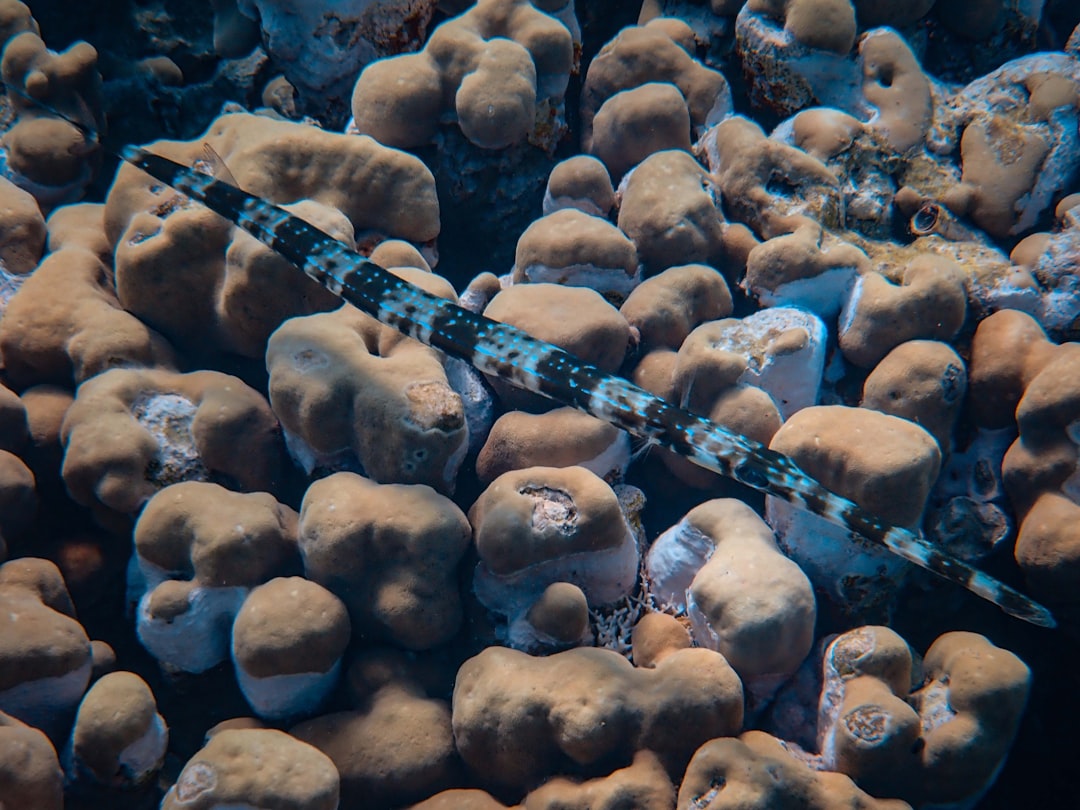 grey ell fish underwater photography
