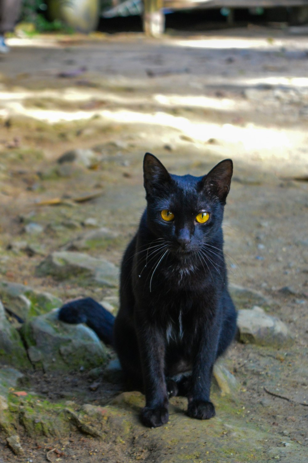selective focus photography of black cat sitting on gray ground