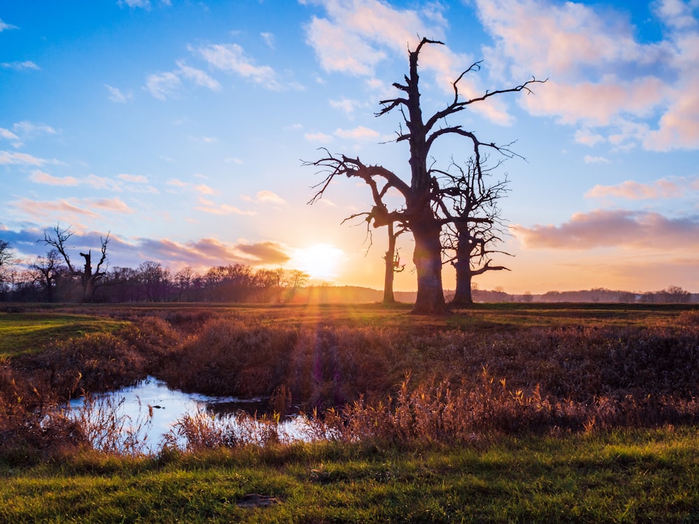 leafless tree in the middle of the field during sunset