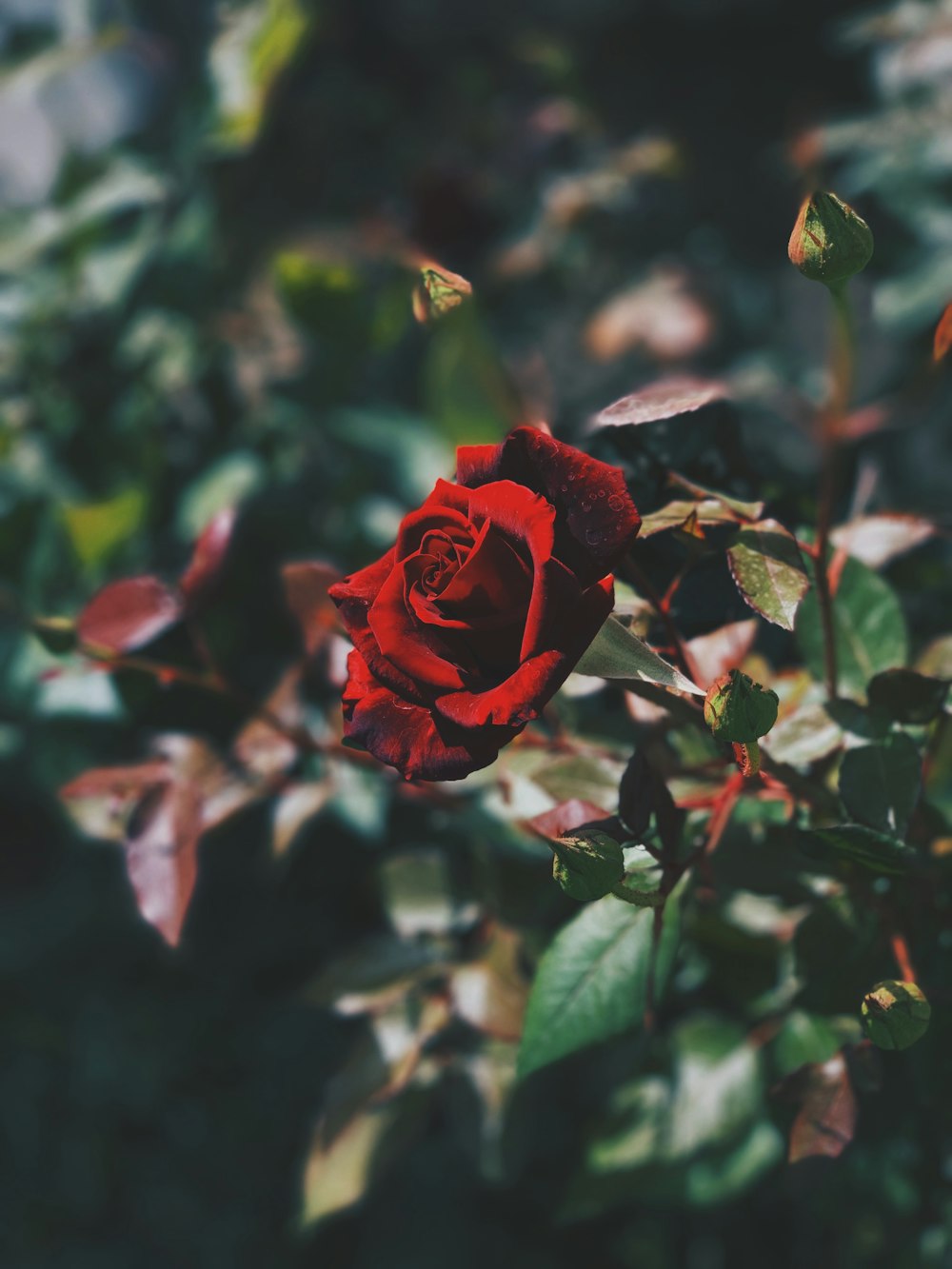 red rose plant