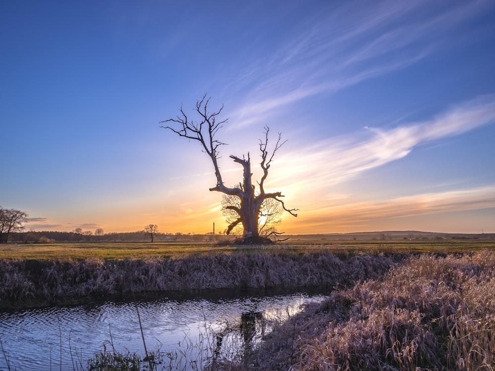 arbre sans feuilles au milieu du champ