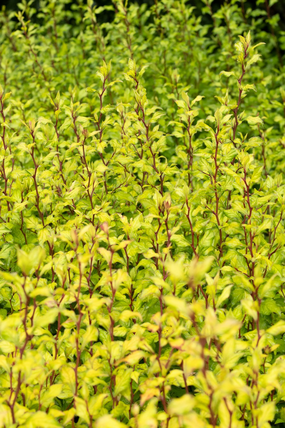 緑の葉を持つ茂みのクローズアップ