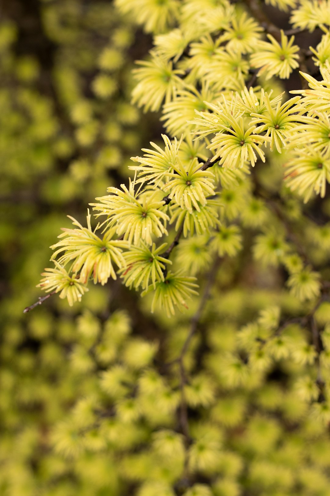 white and green petaled flowers