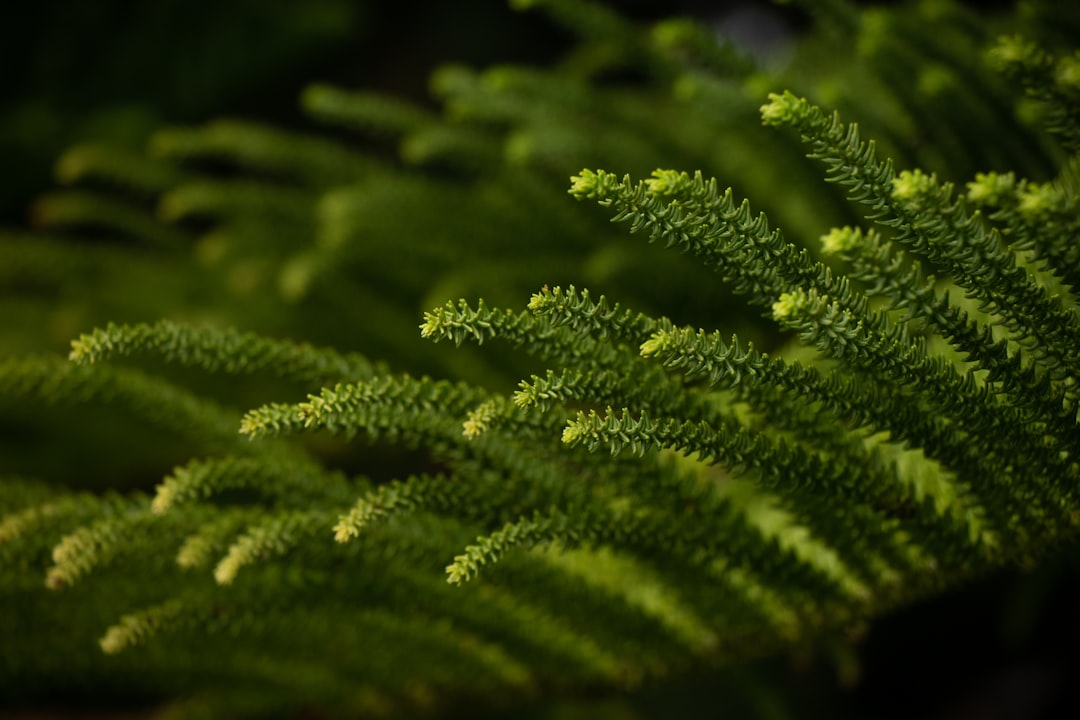 green pine tree