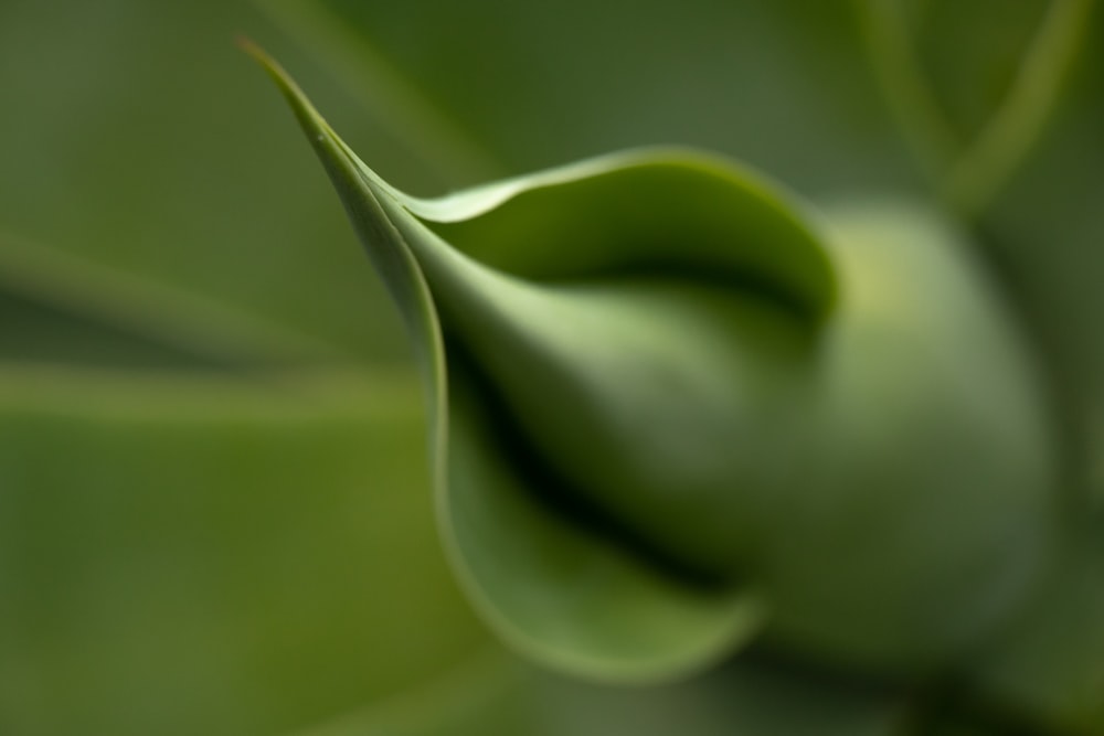 a close up view of a green plant