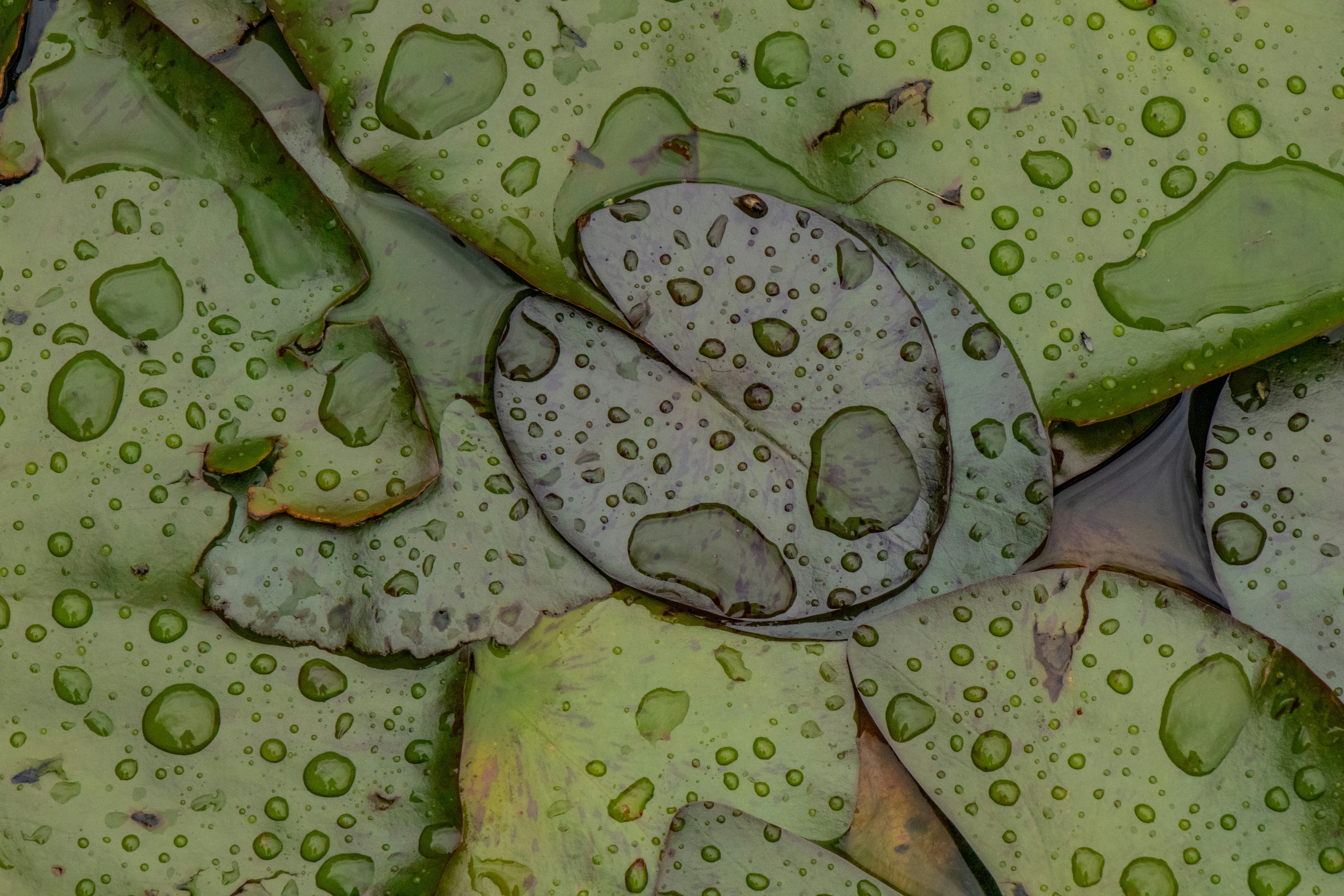 macro photography of water drops on green plant