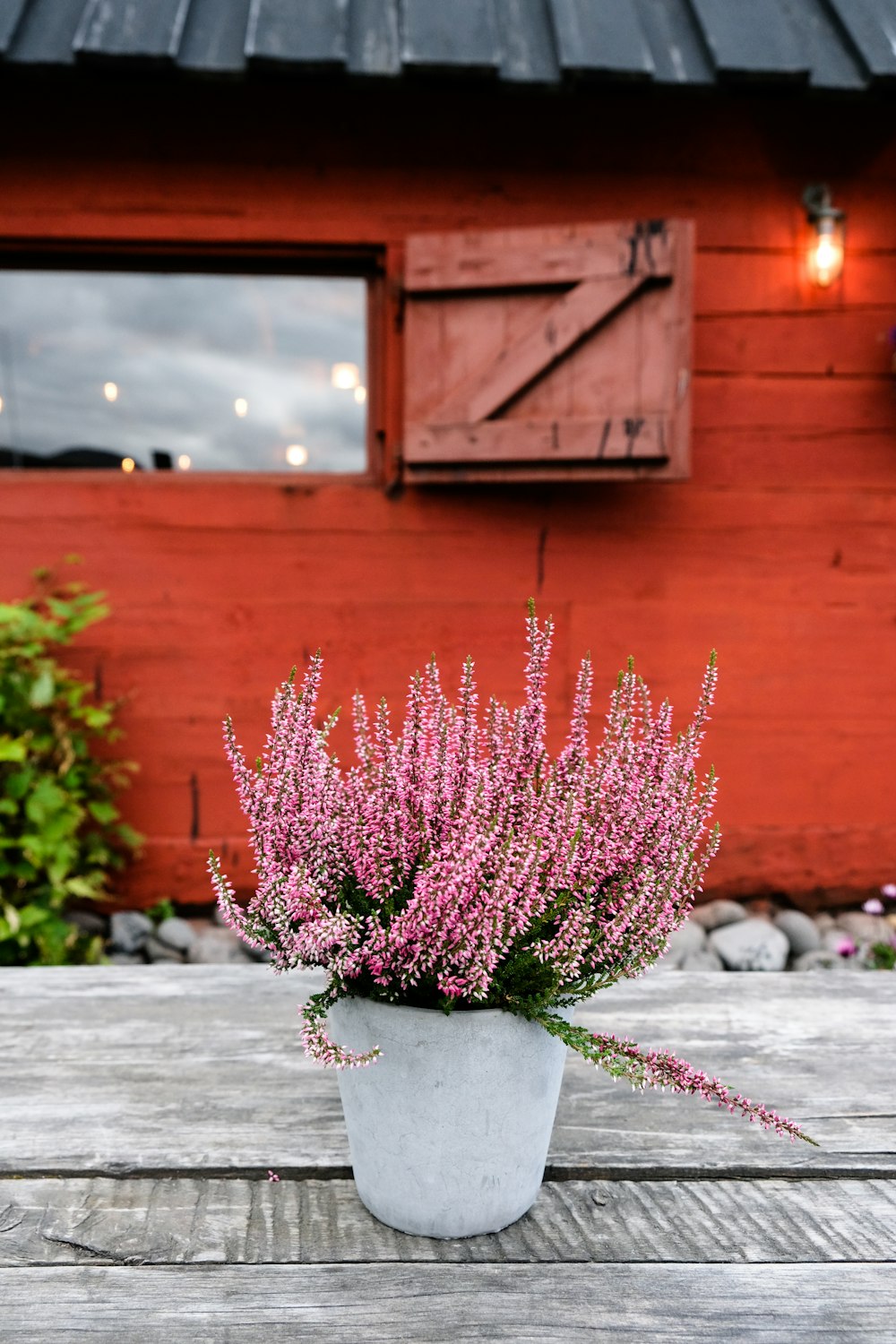 purple flower photograph