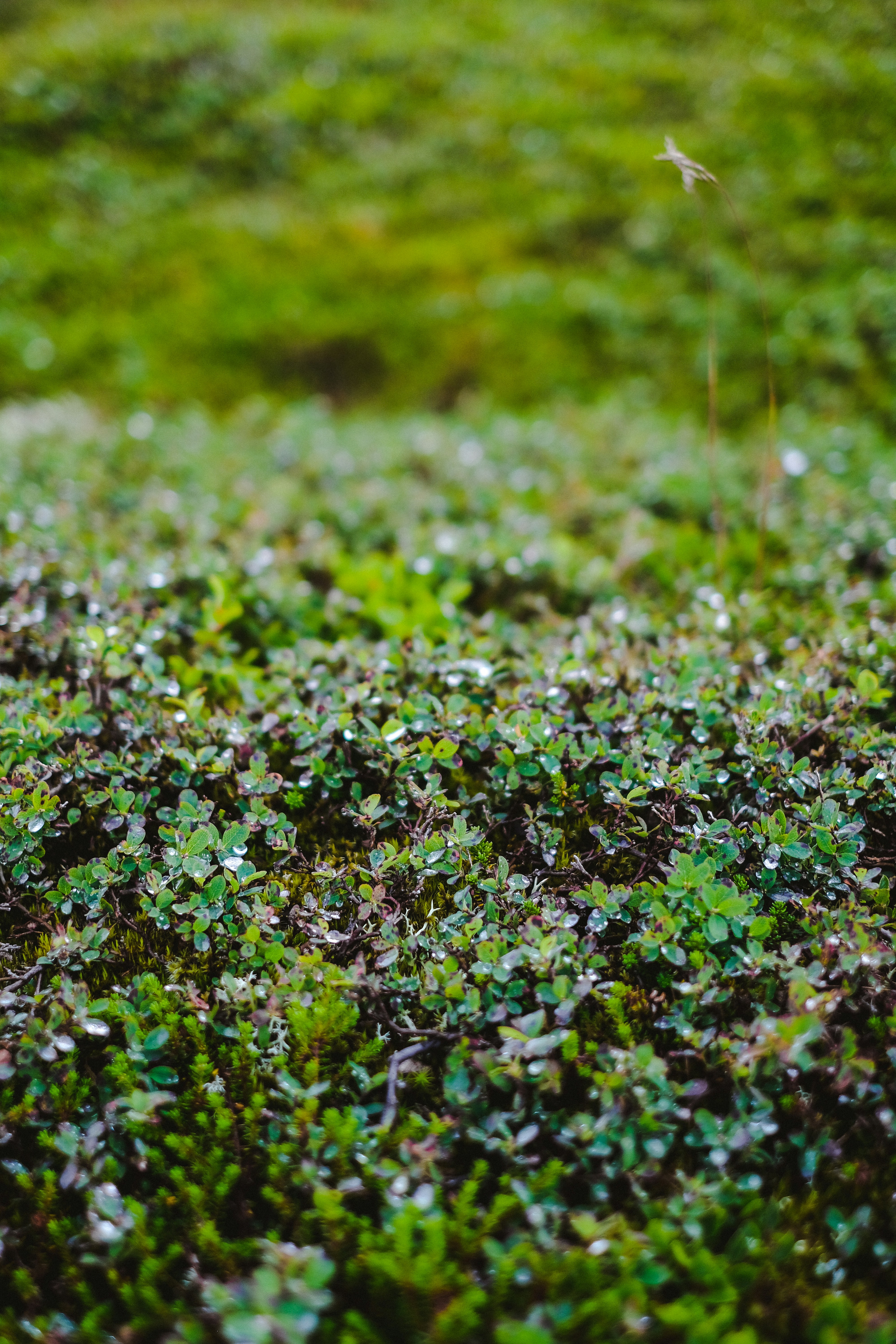 Photo by saracasan0va