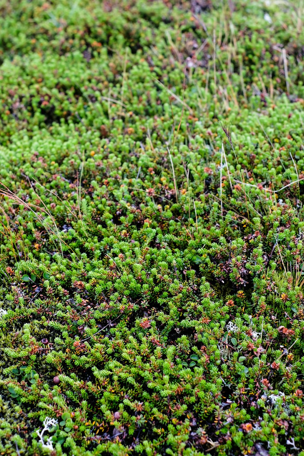 green grass photograph