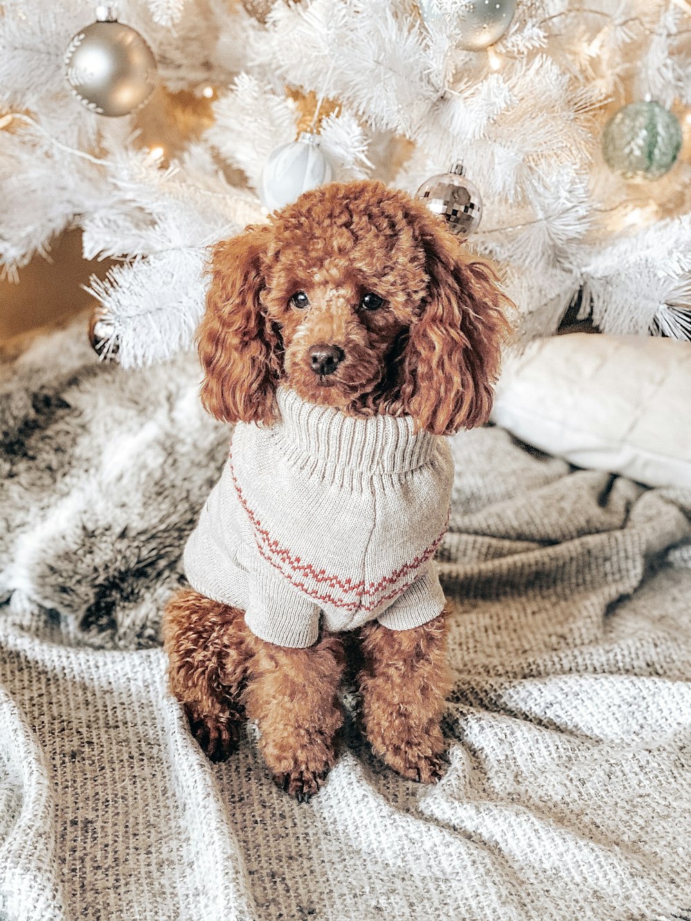 brown toy poodle with white and red costume