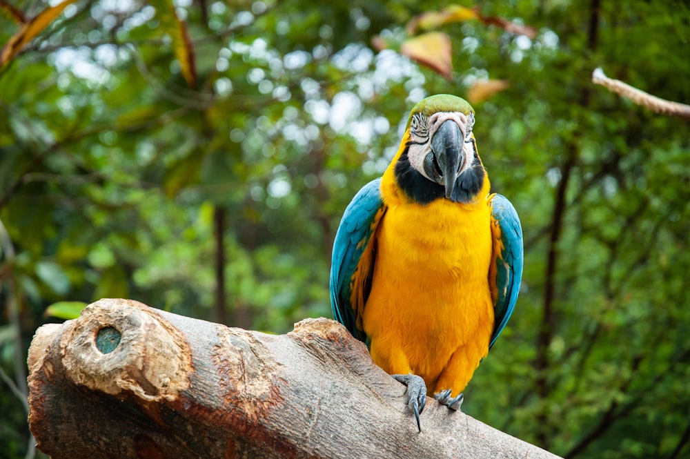 yellow and blue parrot