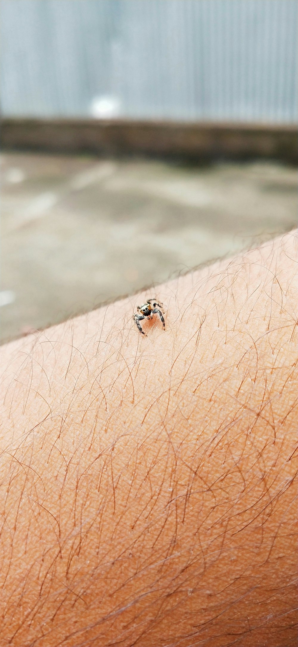 a small insect sitting on the arm of a person