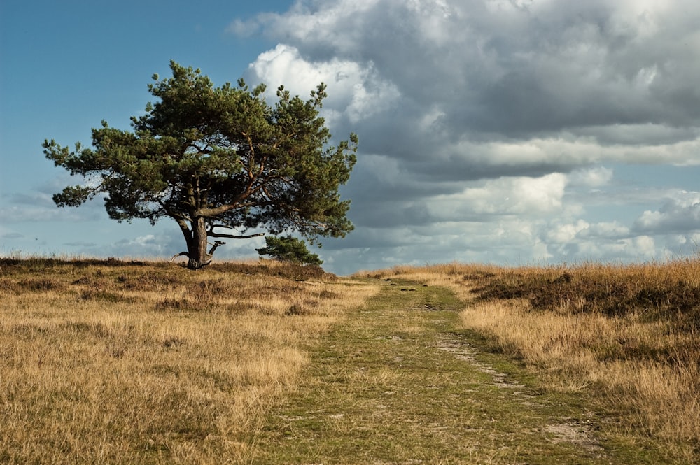 tall tree under white clouds