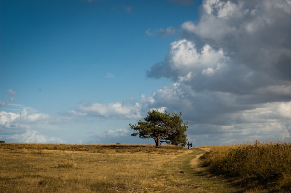 green-leafed tree