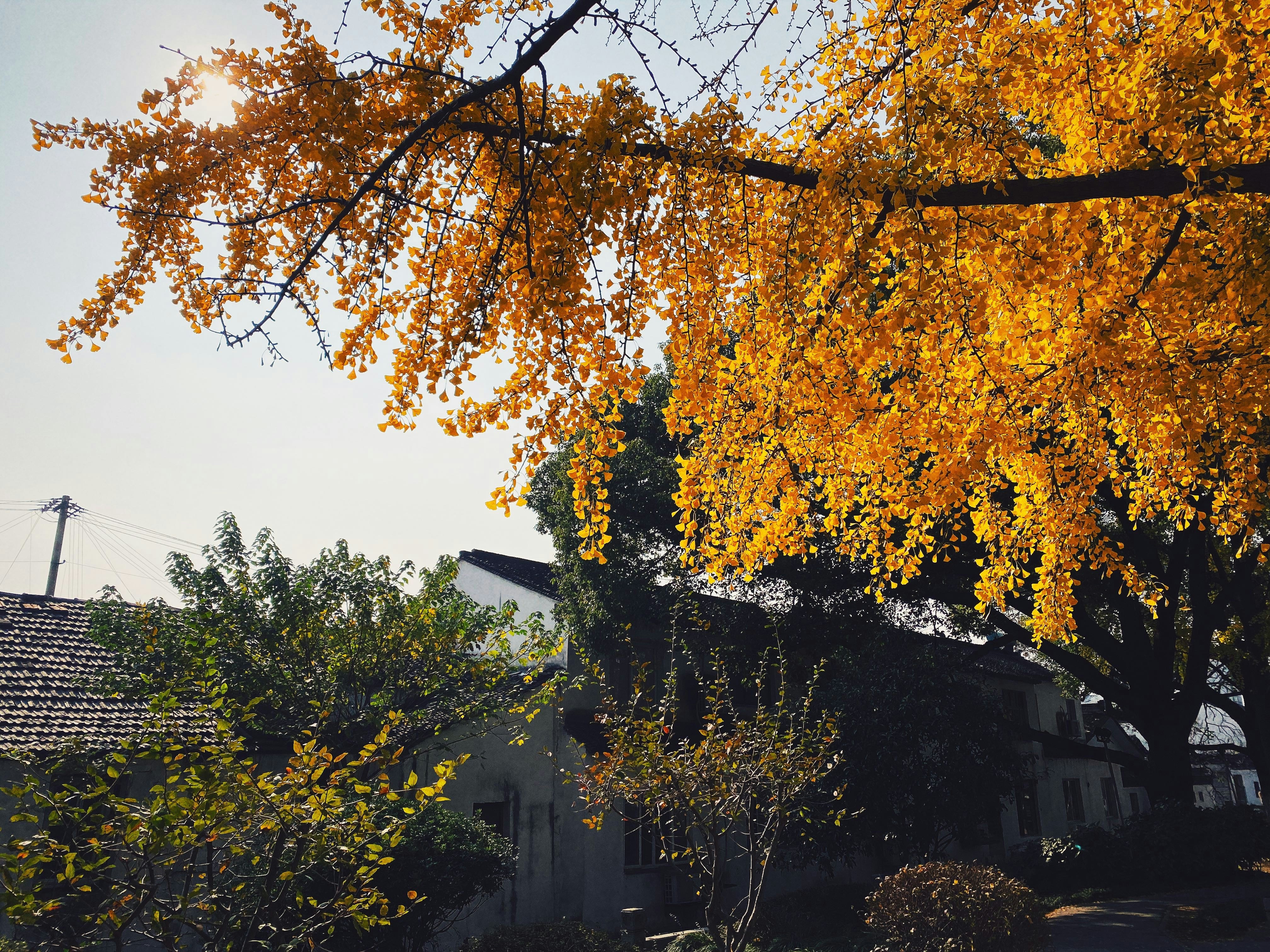 yellow trees scenery
