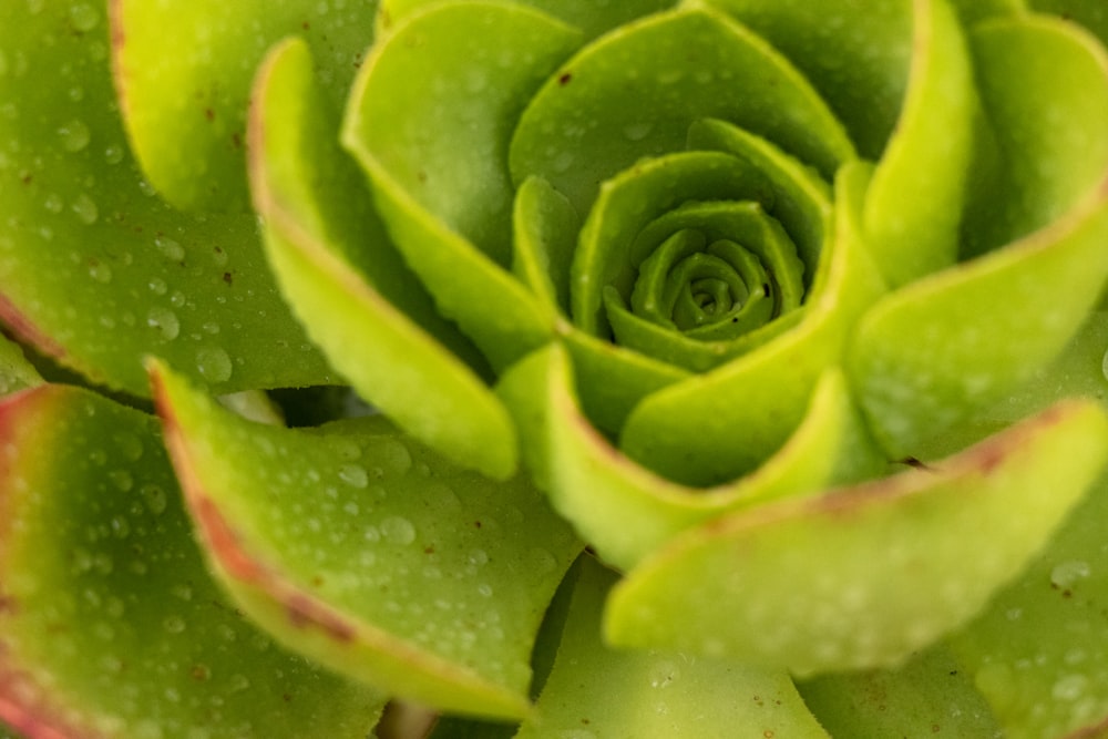 green succulent plant