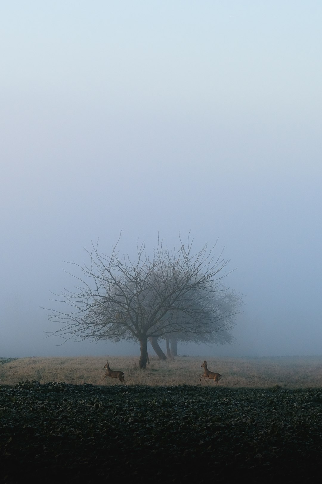 two deer running beside bare tree