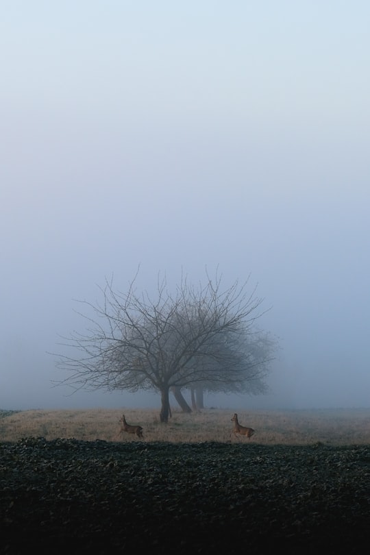 two deer running beside bare tree in Saarland Germany