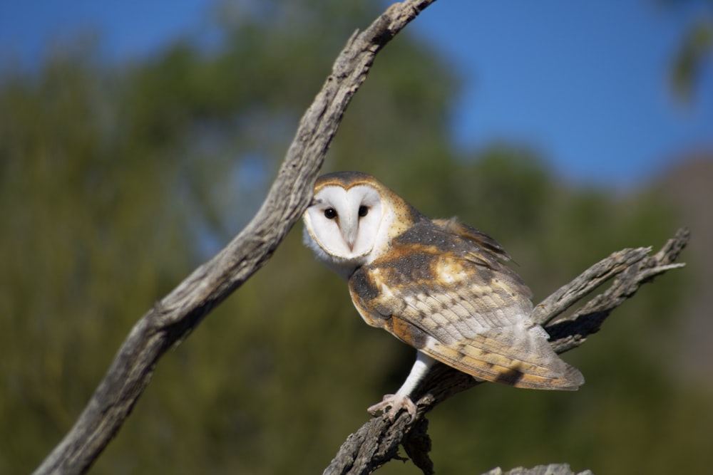 brown and white owl standing on branch