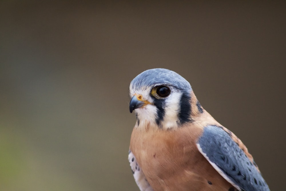 selective-focus photograph of blue and brown bird