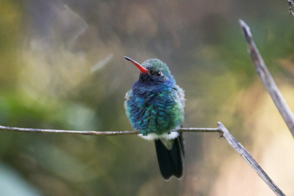 Pájaro Flicke del Norte en ramita gris