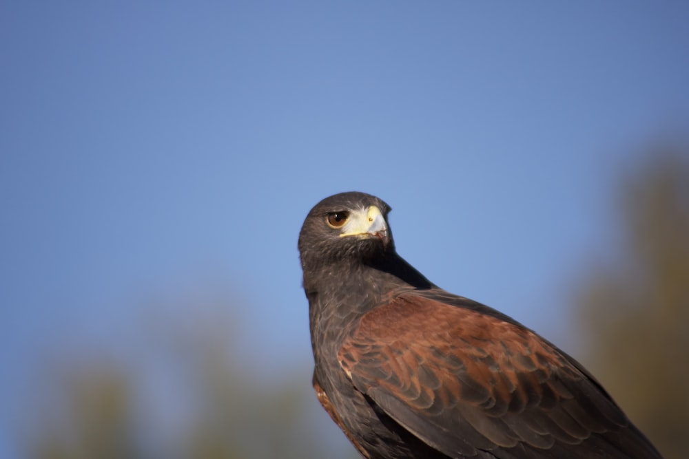 gray and brown falcon