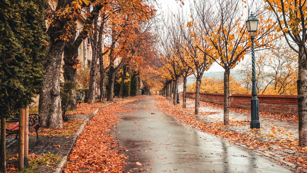 garden pathway scenery