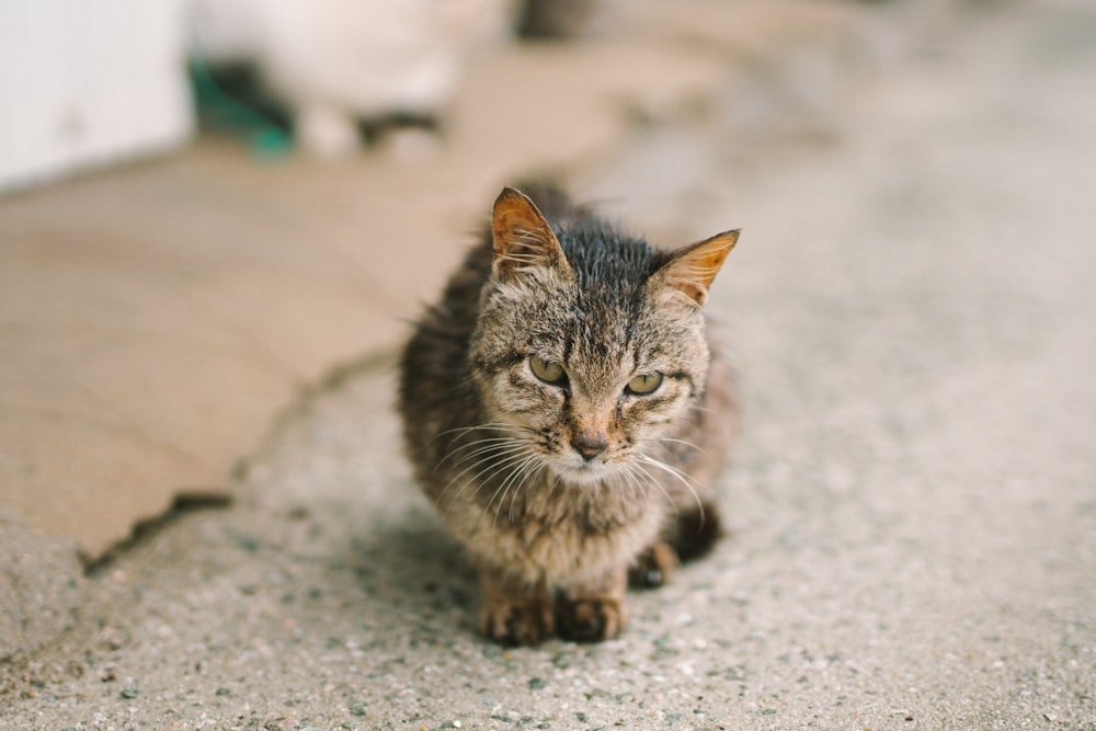 macro photography of brown tabby cat