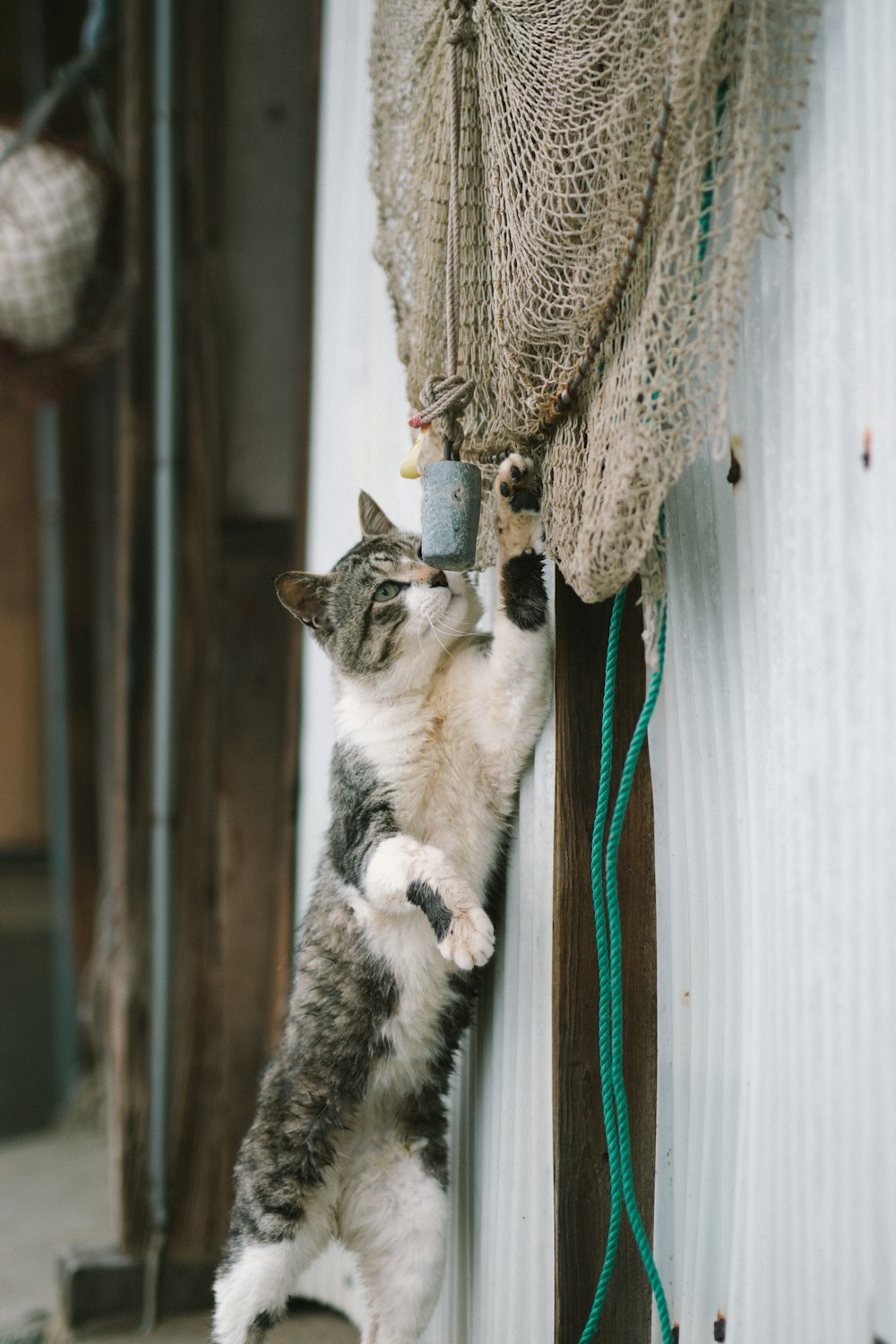short-fur white and gray cat reaching brown mesh net