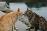 Two cats gently touching noses in a quiet moment of friendship.